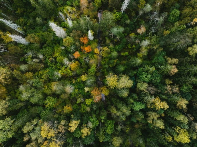 Aerial view of a dense forest with autumn foliage.